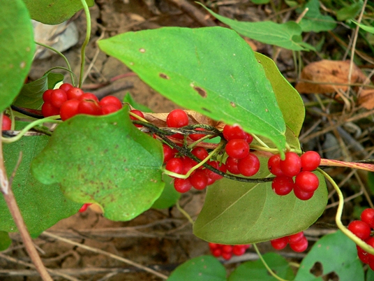 {Cocculus carolinus}